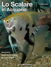 Lo scalare in acquario