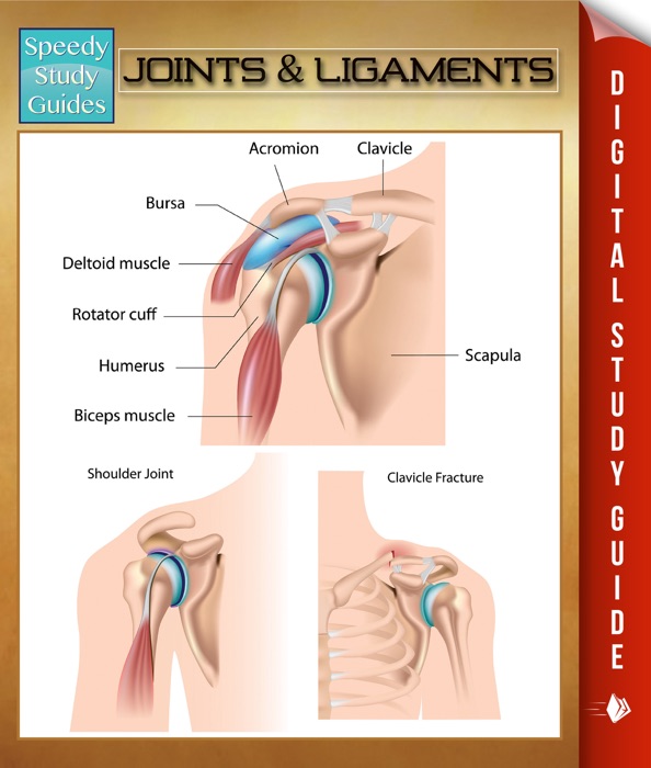 Joints & Ligaments
