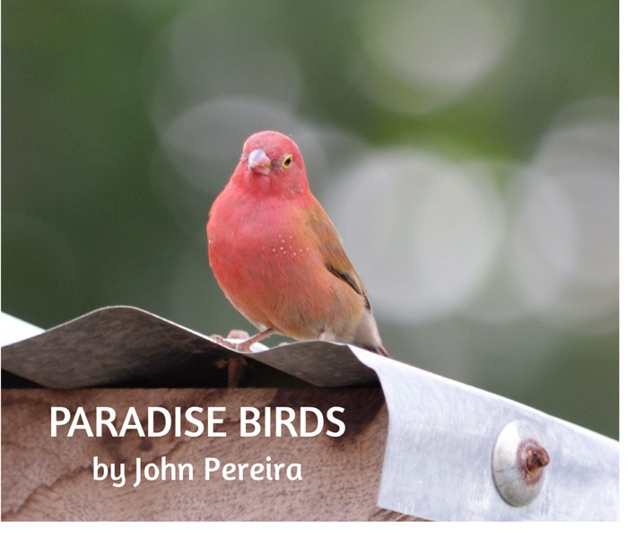 Paradise Birds