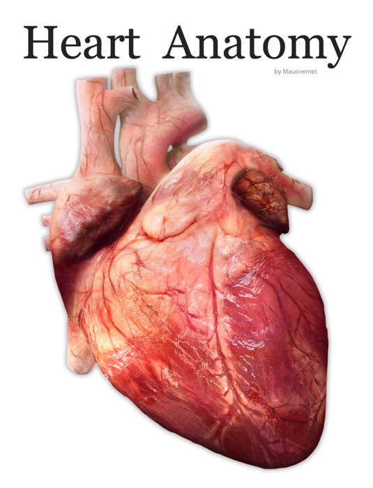 Heart Anatomy