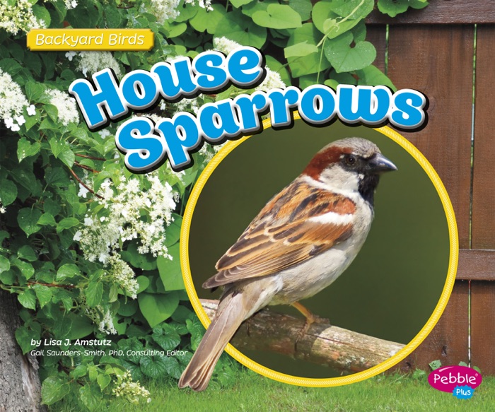 House Sparrows