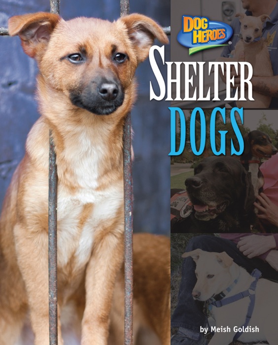 Shelter Dogs