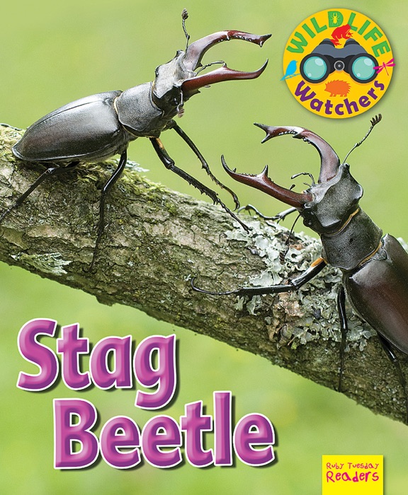 Stag Beetle