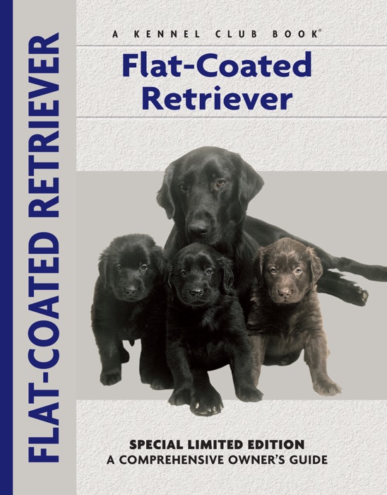 Flat-Coated Retriever