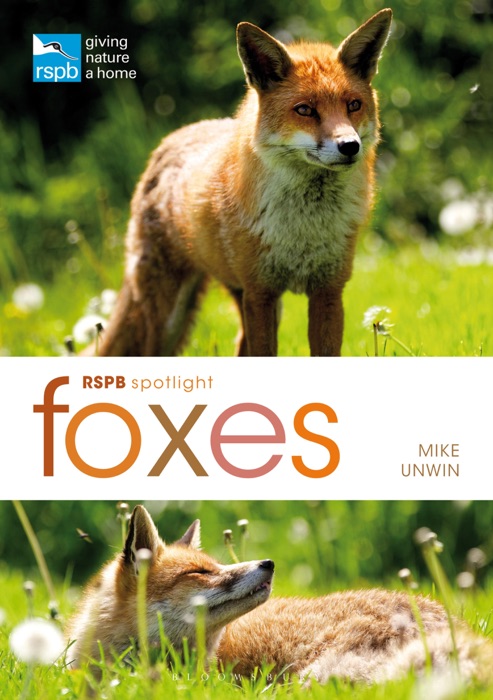 RSPB Spotlight: Foxes