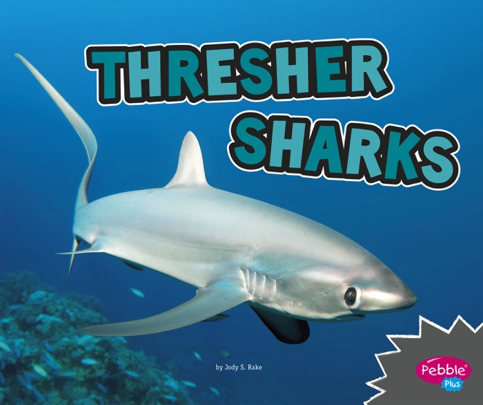 Thresher Sharks