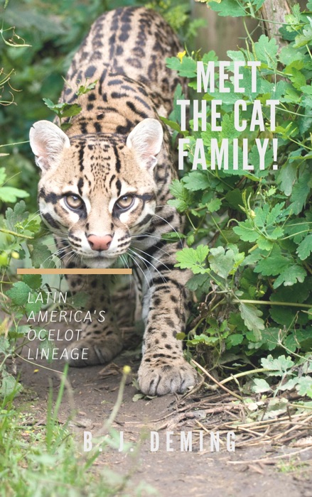 Meet the Cat Family! Latin America's Ocelot Lineage