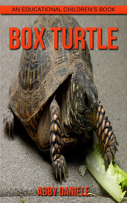 Box Turtle! An Educational Children's Book