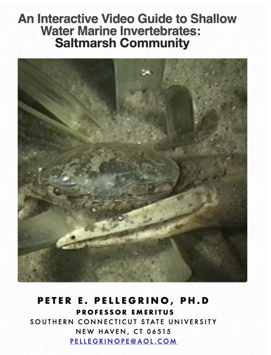 An Interactive Video Guide to Shallow Water Marine Invertebrates: Saltmarsh Community