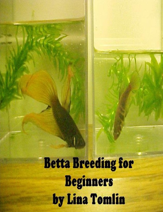 Betta Breeding for Beginners