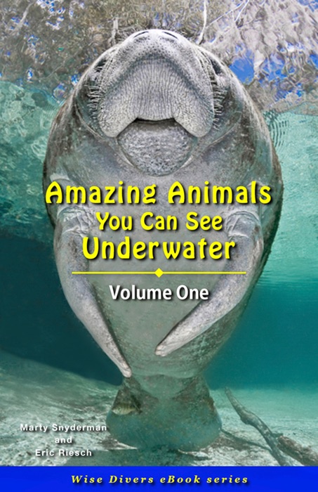 Amazing Animals You Can See Underwater - Volume One