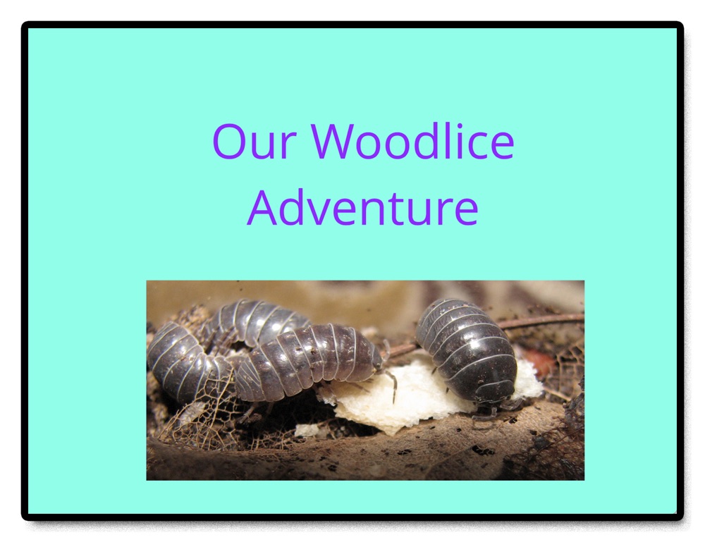 Our Woodlice Adventure by St. Mary's on the Hill N.S ...