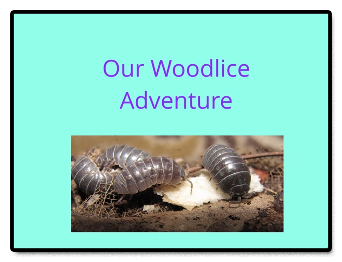 Our Woodlice Adventure