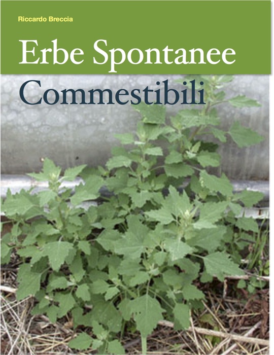 Erbe spontanee commestibili