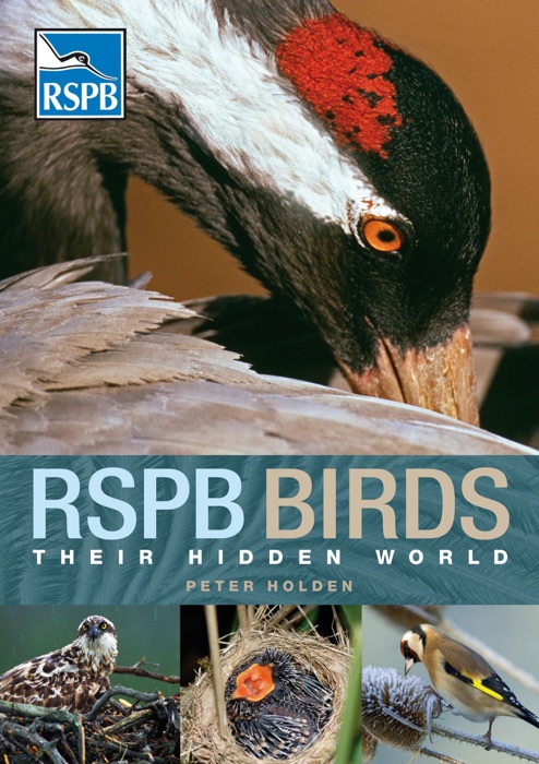 RSPB Birds: their Hidden World