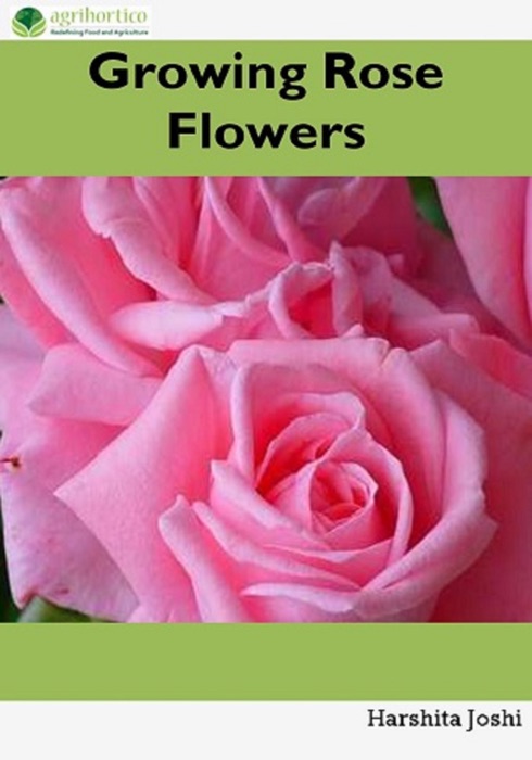 Growing Rose Flowers