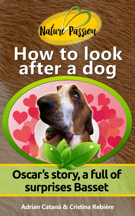 How to look after a dog