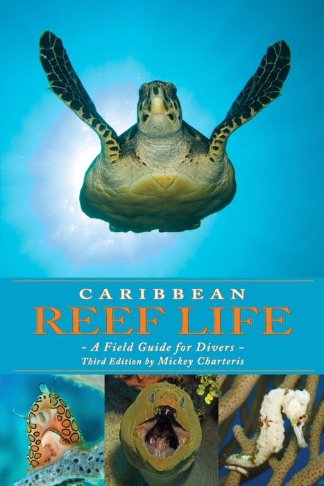 Caribbean Reef Life