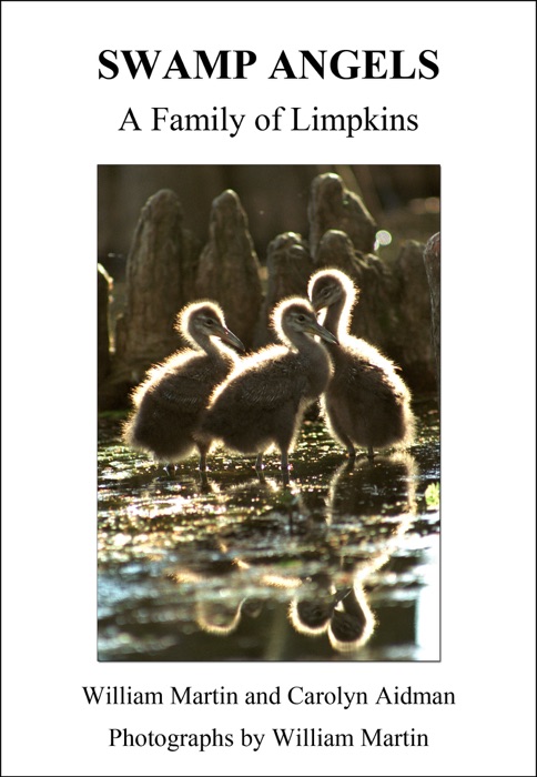 Swamp Angels: A Family of Limpkins