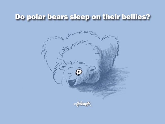 Do polar bears sleep on their bellies?