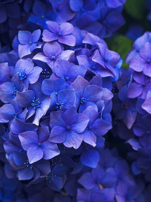 Keep Blooming