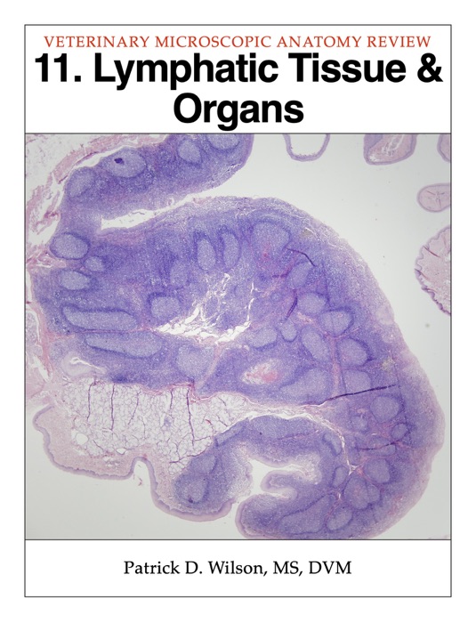 Lymphatic Tissue & Organs
