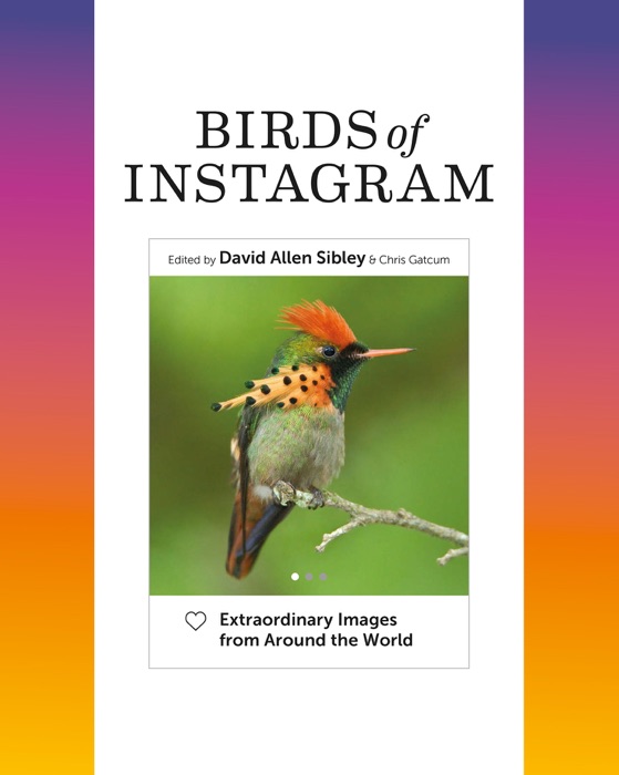 Birds of Instagram