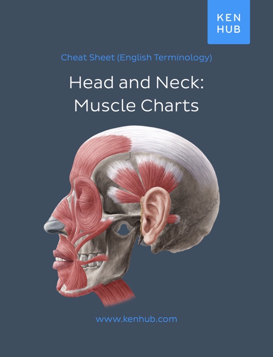 Head & Neck: Muscle Charts