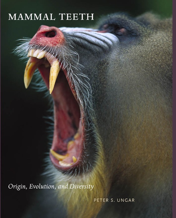 Mammal Teeth