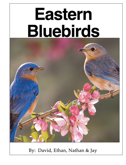 Eastern Bluebirds