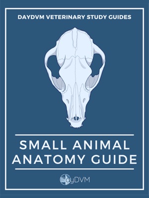 Small Animal Veterinary Anatomy Guide