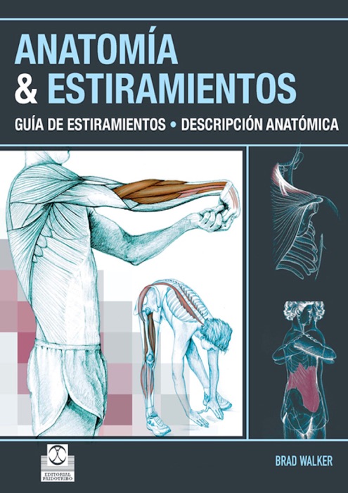 Anatomía & estiramientos