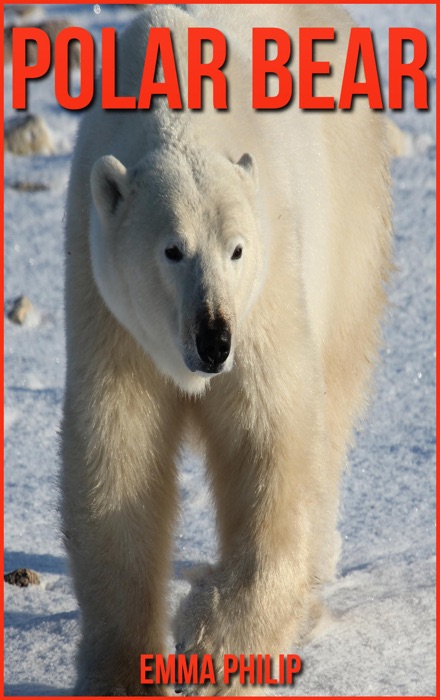 Polar Bear