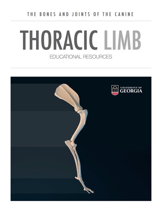 Thoracic Limb