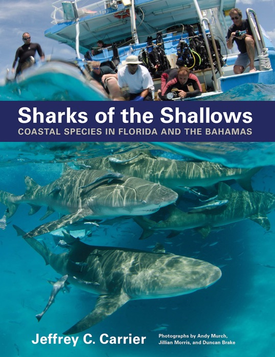 Sharks of the Shallows