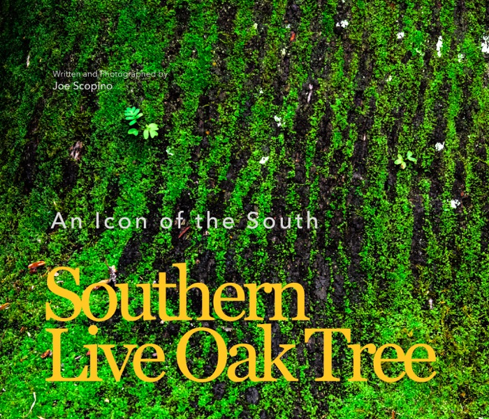 Southern Live Oak Tree