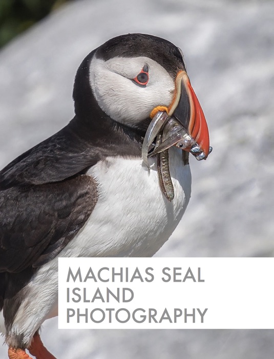 Machias seal island