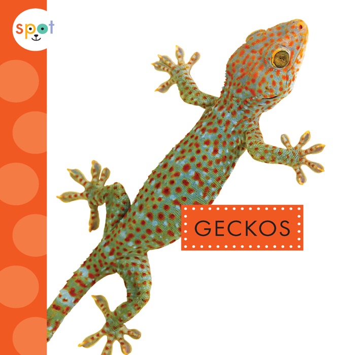 Geckos