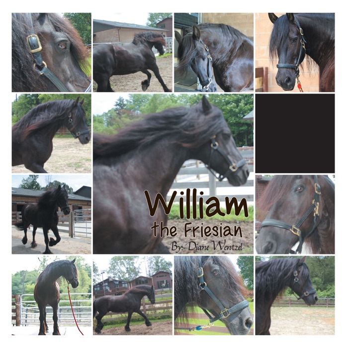 William The Friesian