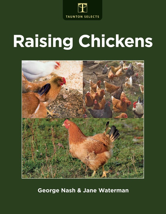 Raising Chickens