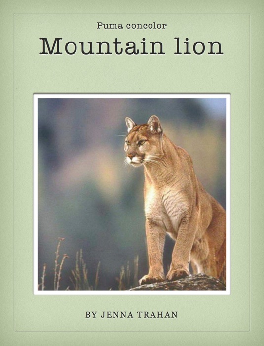 Mountain Lion