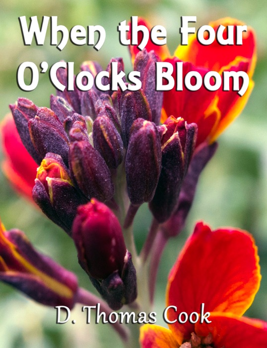 When The Four O'clocks Bloom