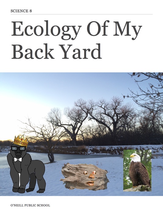 Ecology of My Back Yard