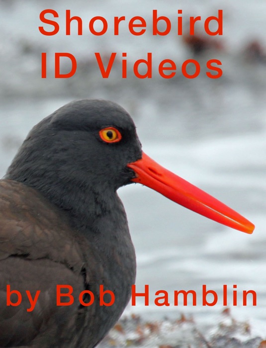 Shorebird ID Videos