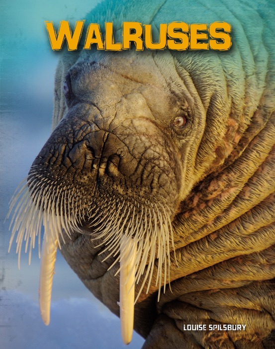 Walruses