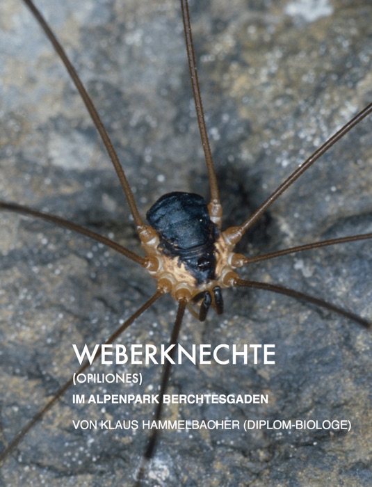 Weberknechte (Opiliones) im Alpenpark Berchtesgaden