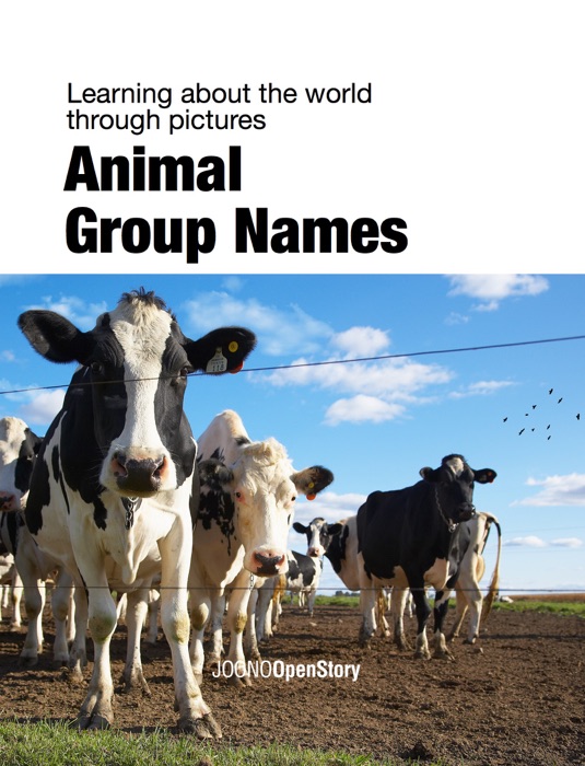 Animal Group Names