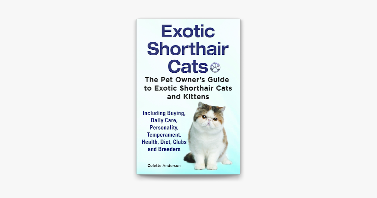 Exotic Shorthair Cats The Pet Owner S Guide To Exotic Shorthair