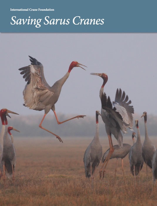 Saving Sarus Cranes