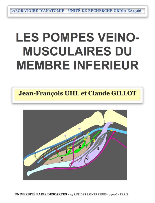 Les Pompes veino-musculaires du membre inferieur